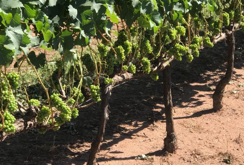 vinicola-sao-pedro-floresta-vinhedo vinicola-sao-pedro-floresta-vinhedo